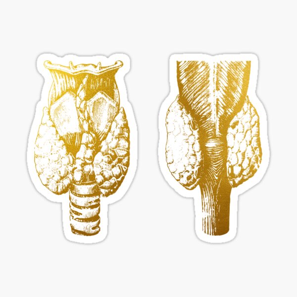 Item preview, Anatomie de la glande thyroïde humaine designed and sold by Liededrom..