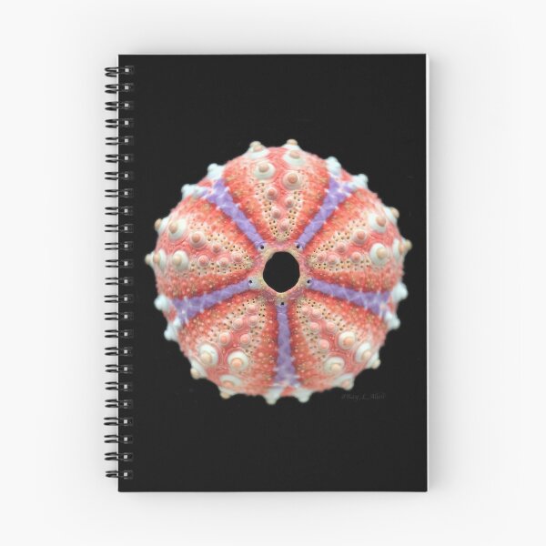 Item preview, Coelopleurus maculatus designed and sold by MotherOfUrchins.