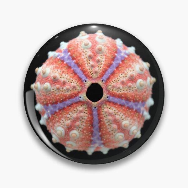 Item preview, Coelopleurus maculatus designed and sold by MotherOfUrchins.
