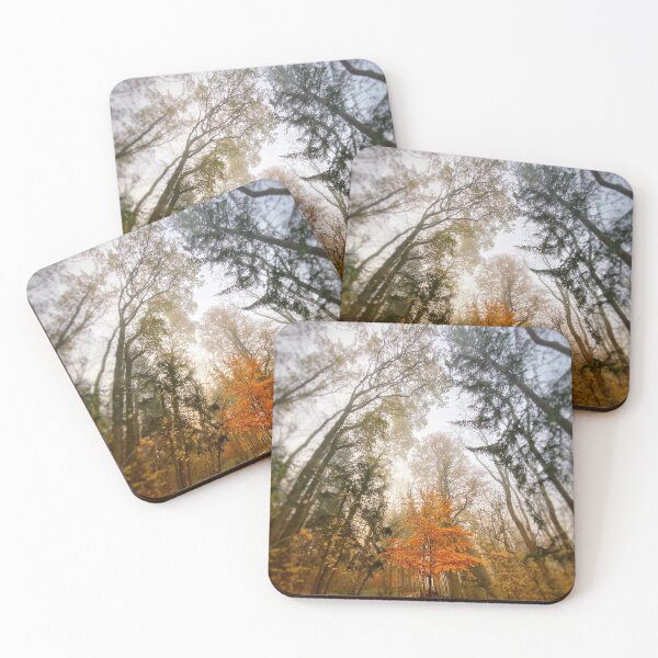 Item preview, Protected tree between two paths in the forest designed and sold by Walderfahrung.