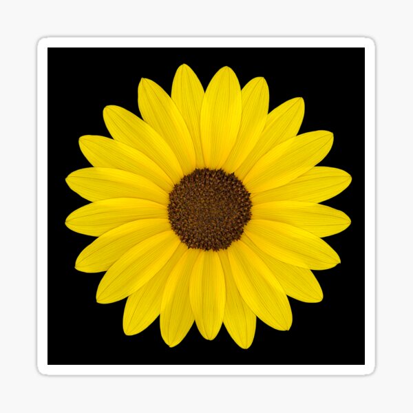 Wild Sunflower Sticker