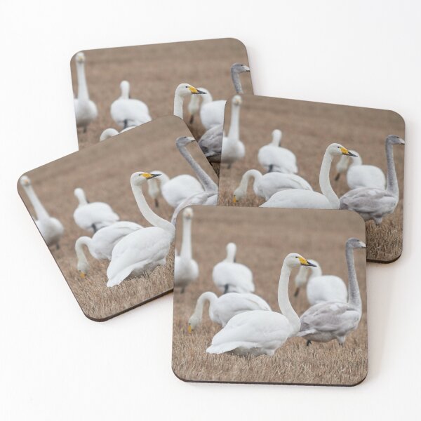 Item preview, Too much for one mouth. Whooper swans designed and sold by Jouko Lehto Photography.