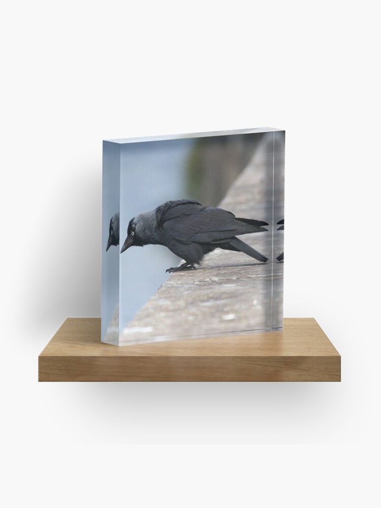 Thumbnail 1 of 5, Acrylic Block, Contemplative Jackdaw designed and sold by Dave Currie.