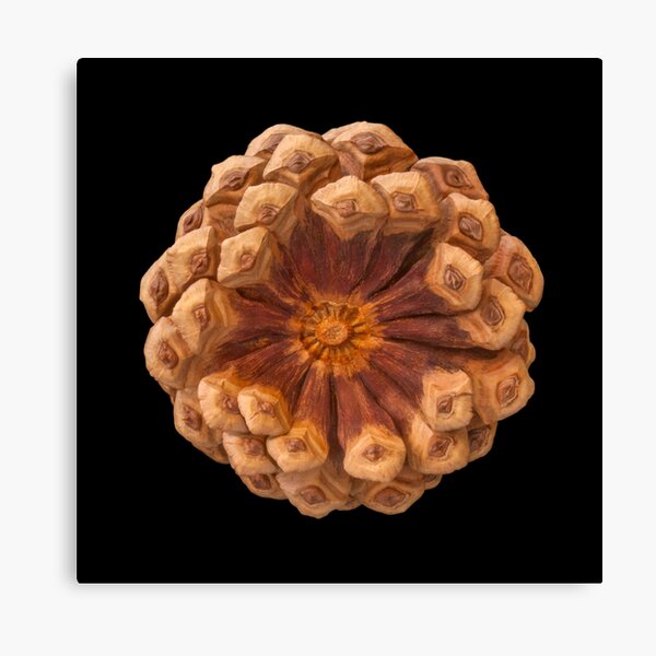 Ponderosa Pine Cone Canvas Print