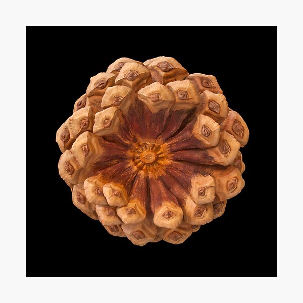 Item preview, Ponderosa Pine Cone designed and sold by wallacegarrison.