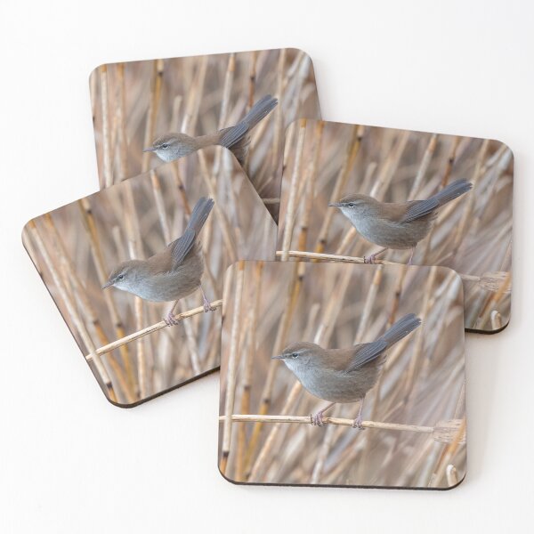 Item preview, Cettis warbler (Cettia cetti) designed and sold by Steve Liptrot Photography.
