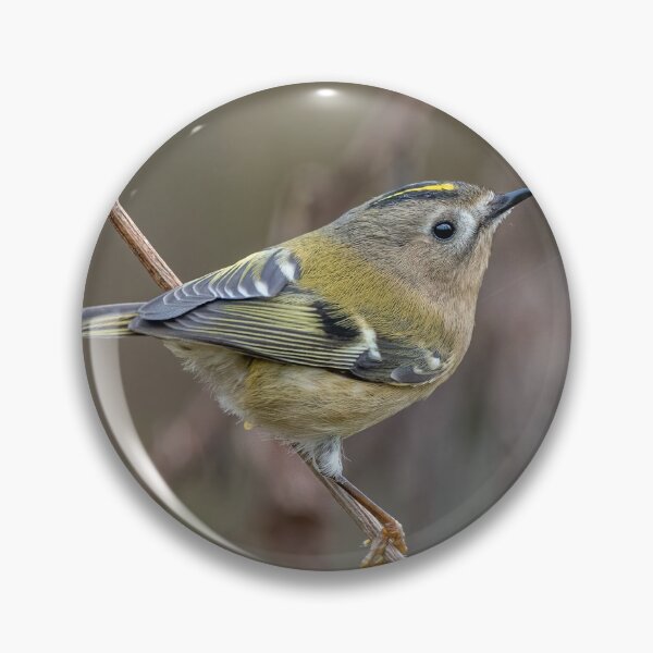 Item preview, Goldcrest (Regulus regulus) designed and sold by Steve Liptrot Photography.
