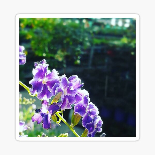 Pretty Purple Flowers Sticker