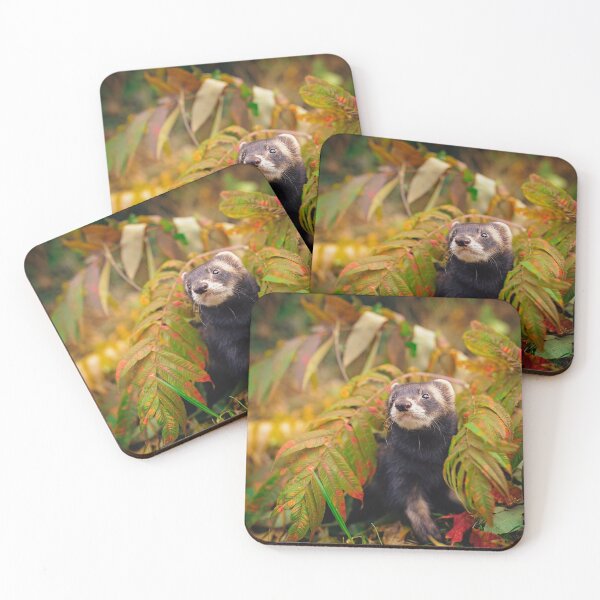 Aperçu de l'œuvre Kalani beau furet créée et vendue par PurpleBluesPets.