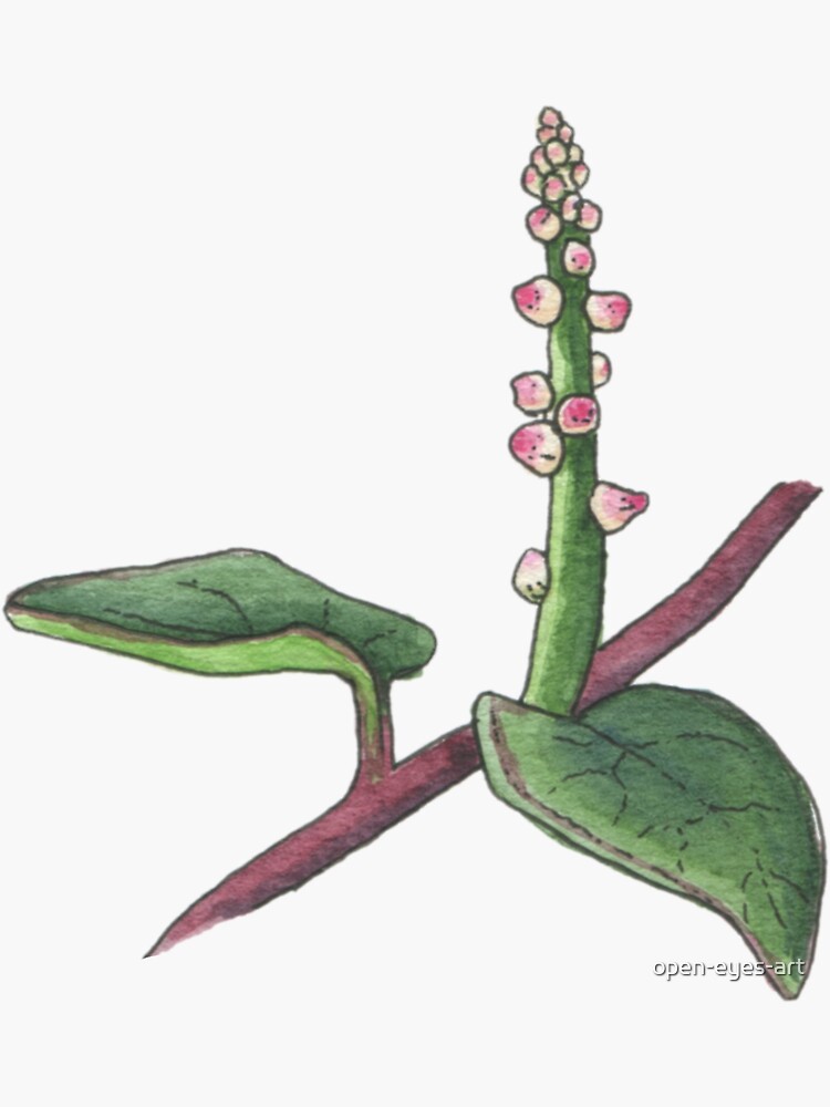 "Malabar spinach botanical drawing" Sticker for Sale by openeyesart