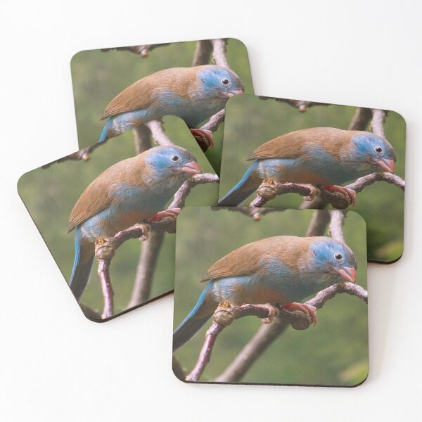 Item preview, Blue-capped Cordon-Bleu designed and sold by FK2012.