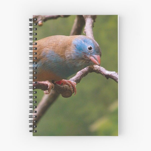 Item preview, Blue-capped Cordon-Bleu designed and sold by FK2012.