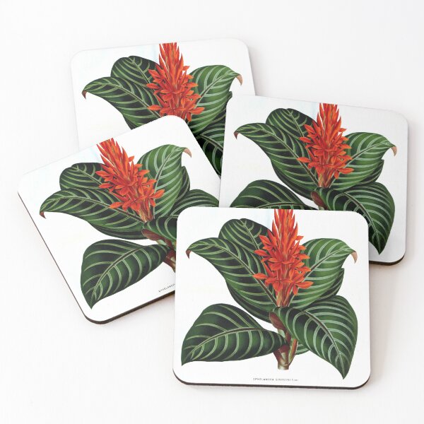 Item preview, Vintage Aphelandra sinitzini Print from L’ Illustration horticole (1876) designed and sold by Douglas E. Welch Design and Photography.