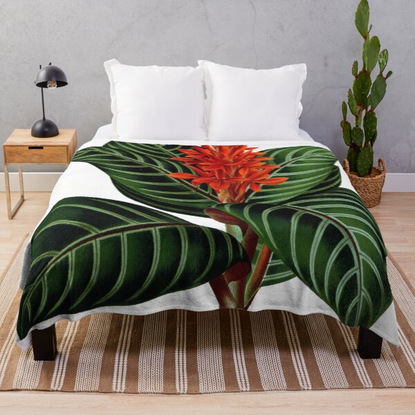Item preview, Vintage Aphelandra sinitzini Print from L’ Illustration horticole (1876) designed and sold by Douglas E. Welch Design and Photography.
