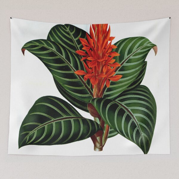 Item preview, Vintage Aphelandra sinitzini Print from L’ Illustration horticole (1876) designed and sold by Douglas E. Welch Design and Photography.