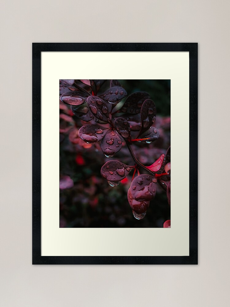 Alternate view of Wet Red Leaves Framed Art Print