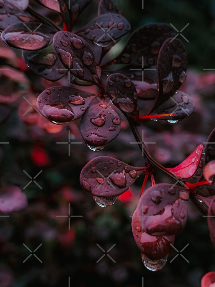Wet Red Leaves by didssph-prints