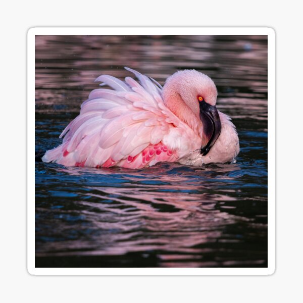 Flamingo  Sticker