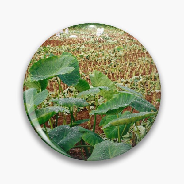 Item preview, Taro field designed and sold by Gaspar Avila.