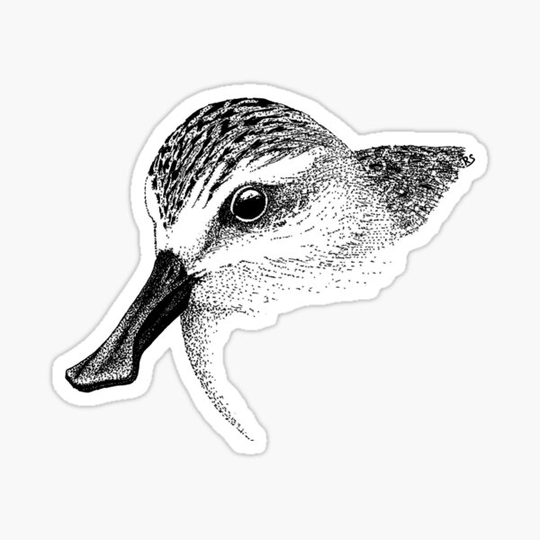 "Spoonie" The Spoon-billed Sandpiper Sticker