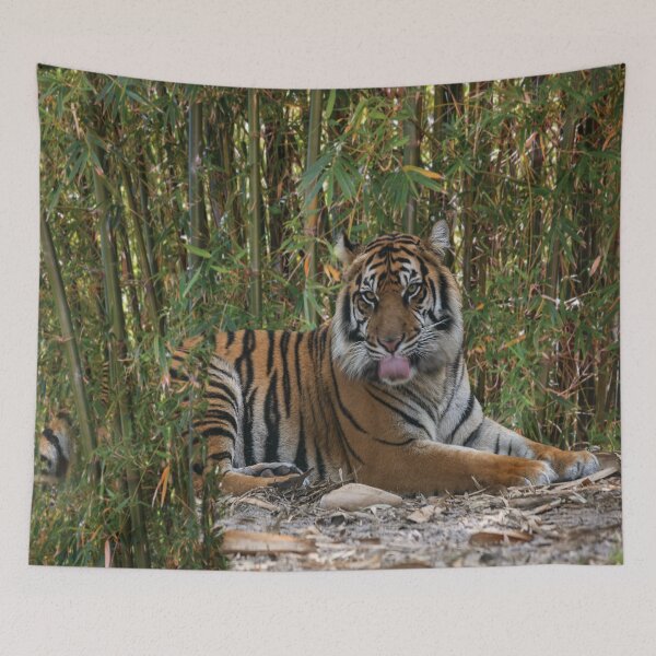 Item preview, Tiger Laps Tongue Lying Among Bamboo designed and sold by KbytesOfJax Outdoor and Nature.