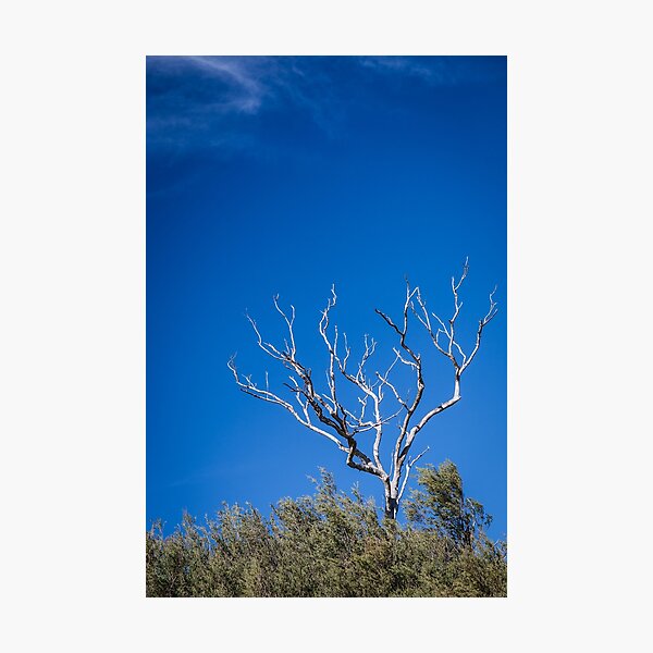 Dead Eucalypt at Warrain Beach Against a Blue Sky Photographic Print