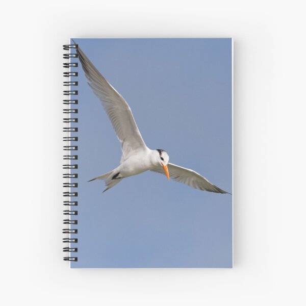 Item preview, Royal Tern in Flight designed and sold by WorldDesign.