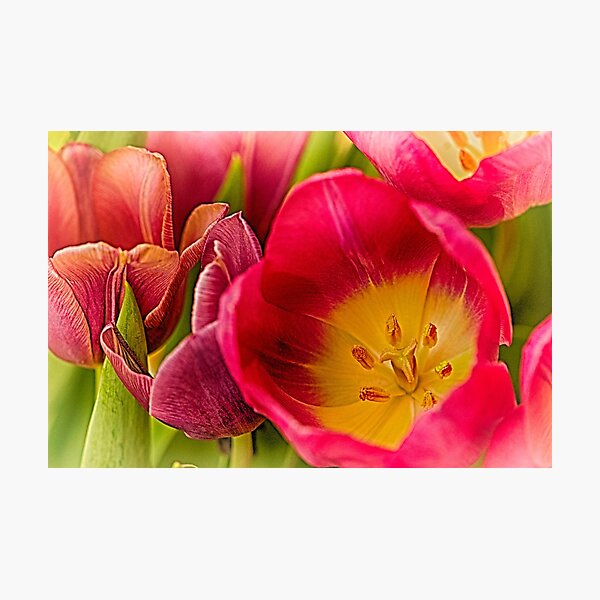 Tulip Delight Photographic Print