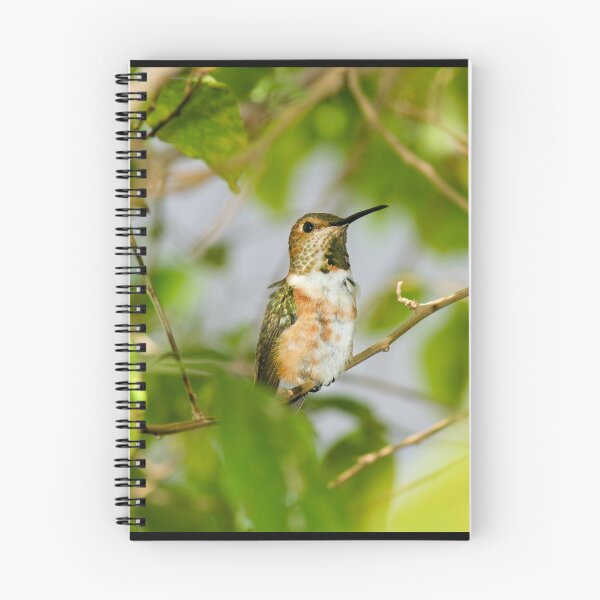 Aperçu de l'œuvre Hummingbird Blending In créée et vendue par PsychoAlien.com.