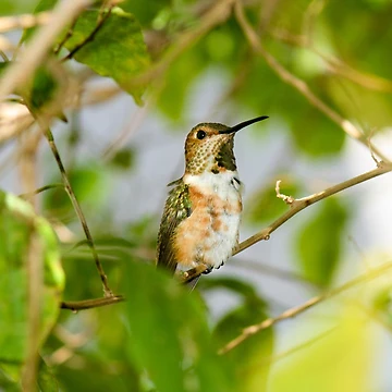 Artwork thumbnail, Hummingbird Blending In by PsychoAlien.com