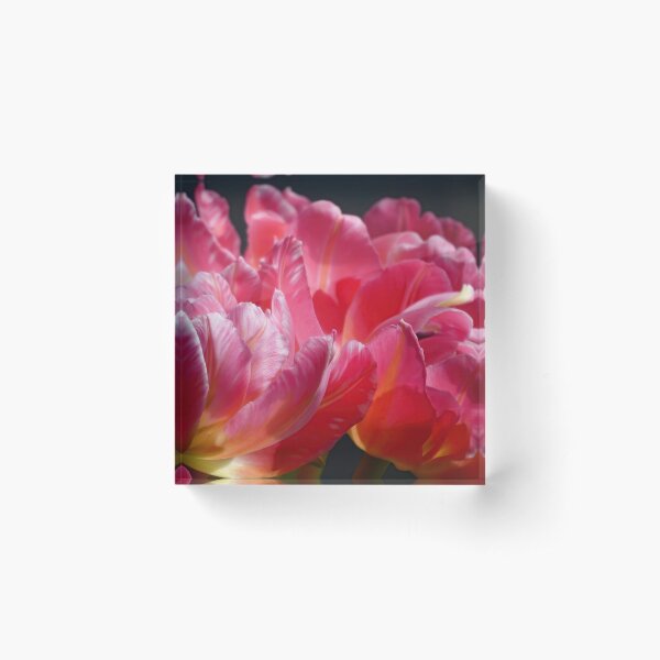 Pink Parrot Tulips close up VI Acrylic Block