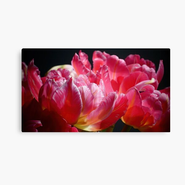 Pink Parrot Tulips close up VI Canvas Print