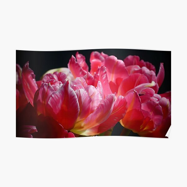 Pink Parrot Tulips close up VI Poster