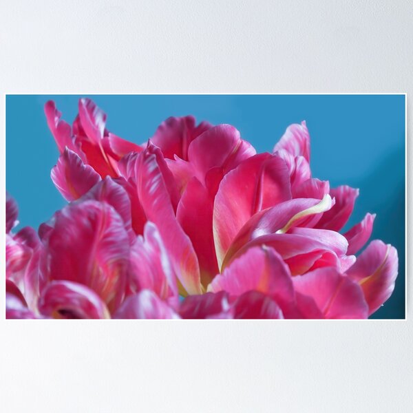 Pink Parrots Tulips petals close up II Poster