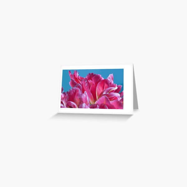 Pink Parrots Tulips petals close up II Greeting Card