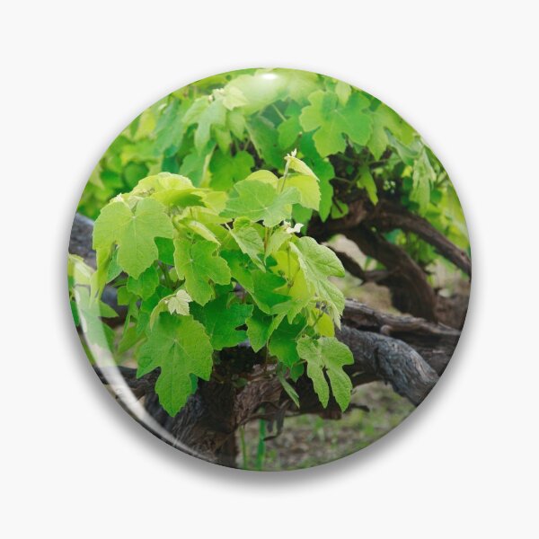 Artikelvorschau, Grape vines entworfen und verkauft von Gaspar Avila.