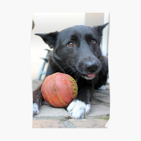 Puppy with ball Poster
