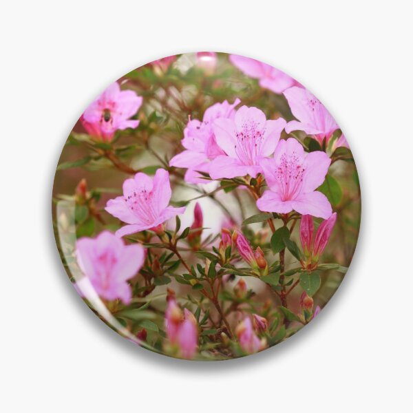 Artikelvorschau, Azaleas blooming entworfen und verkauft von Gaspar Avila.