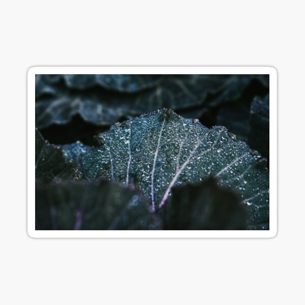 Early Mornings II Sticker