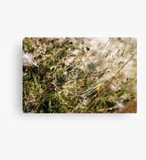 Spider web Canvas Print