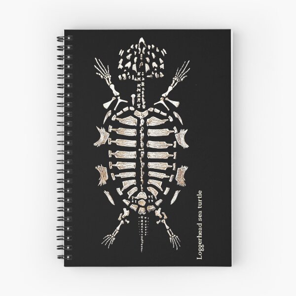 Item preview, Skeleton of a sea turtle designed and sold by leobrix.