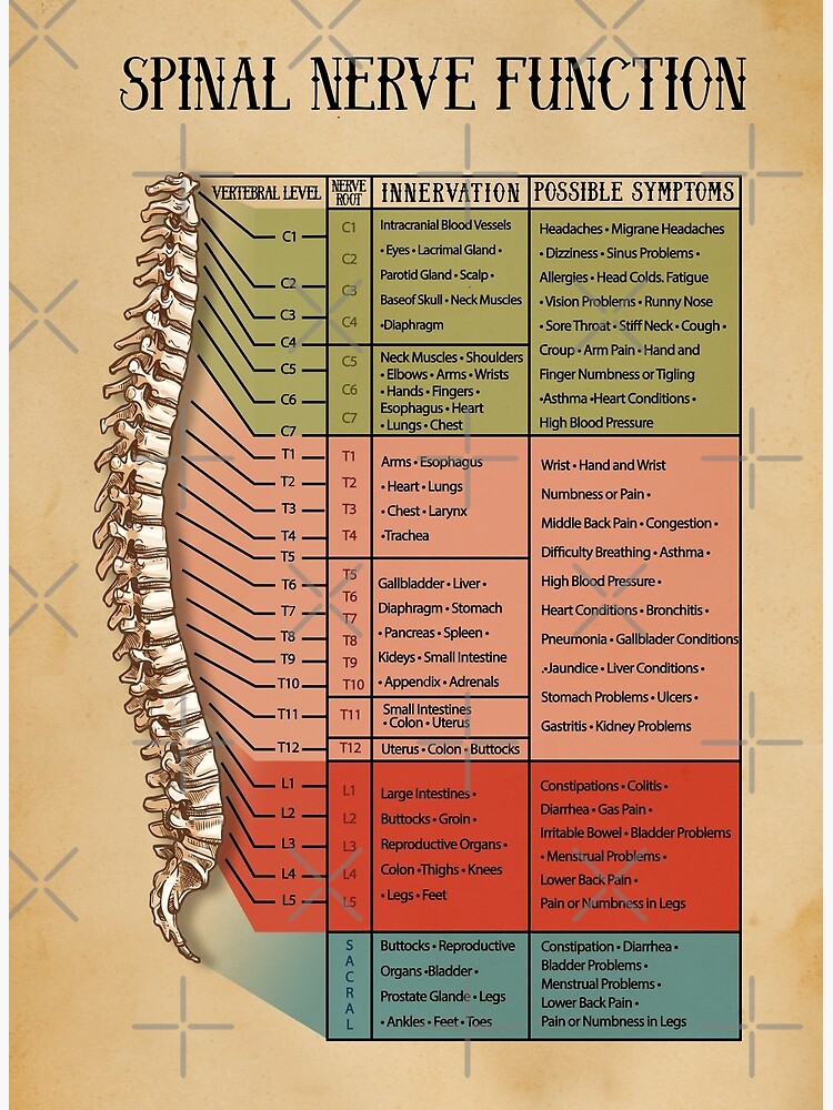 "Spinal Nerve Function Chart, Root Chart, Chiropractic Osteopathy
