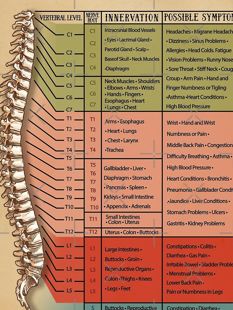 "Spinal Nerve Function Chart, Root Chart, Chiropractic Osteopathy