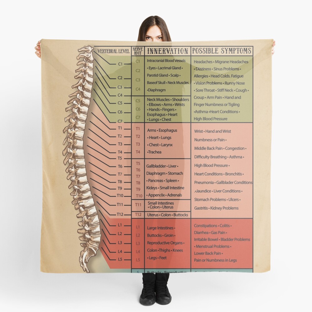 Spinal Nerve Function Chart Root Chart Chiropractic Osteopathy Bowen Massage Scarf For
