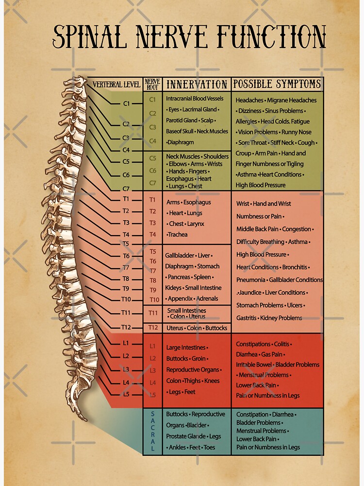 Spinal Nerve Function Chart Root Chart Chiropractic Etsy My Xxx Hot Girl