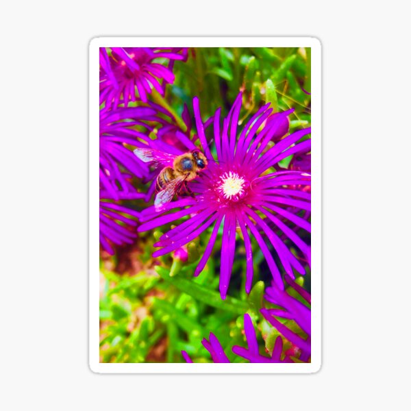 Bee Sticker