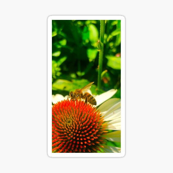 Bee Sticker