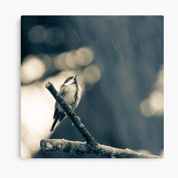 Rain Again Metal Print