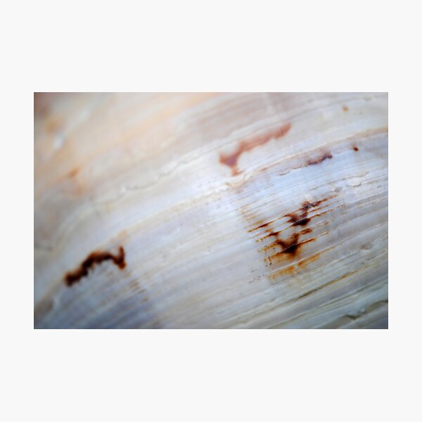 Cryptic Markings Photographic Print