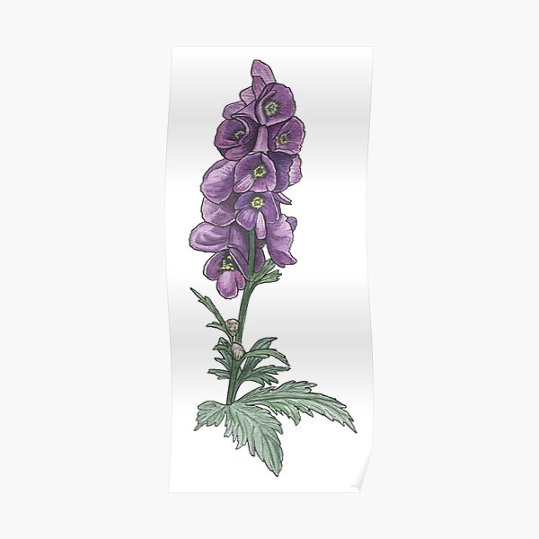 "Chinese wolfsbane botanical drawing" Poster for Sale by openeyesart